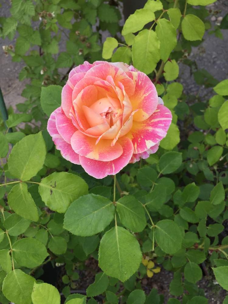 バラ クロードモネの投稿画像 By Mochi Stさん 絞りのバラと植中毒といい香りと荒れ地に花をと花のある暮らしとバラ ミニバラ 19月5月11日 Greensnap グリーンスナップ