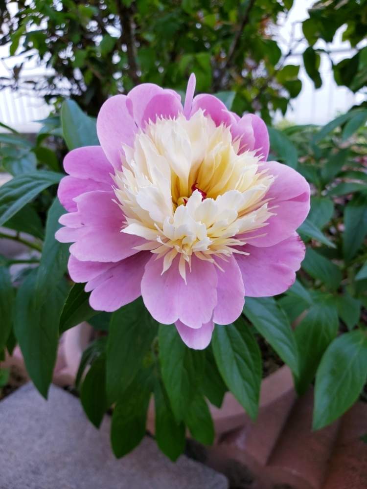 シャクヤク ソルベットの投稿画像 By なつ子さん 北の大地北海道と Naturalと小さな花壇とバラと夢clubと台風21号被災者応援と花のある暮らしと台風24号被災者応援と頑張れ Yoshikaさんと頑張れ えっことたにおたくらぶと頑張れ ばぁばさん 19月5月11日