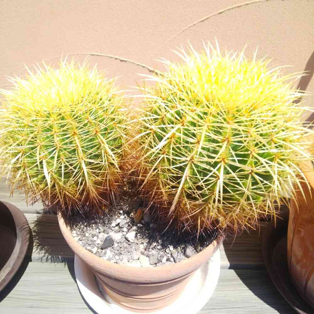 サボテンど初心者🔰が金鯱の植え替えをやってみた！｜🍀GreenSnap