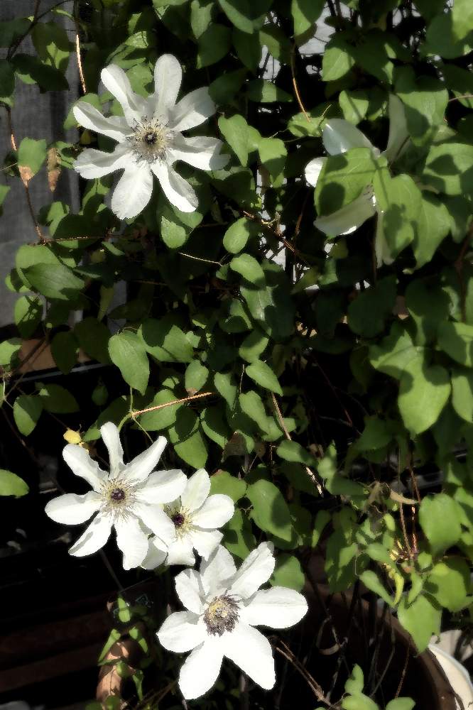 クレマチスの投稿画像 By レモンとすだちさん カザグルマとありがとう と令和最初の植物 お花フォトコンと今日の一枚と鉢植えと花のある暮らし 19月5月11日 Greensnap グリーンスナップ