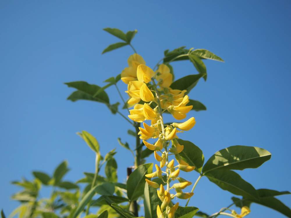 これまでで最高のキングサリ 花 最高の花の画像