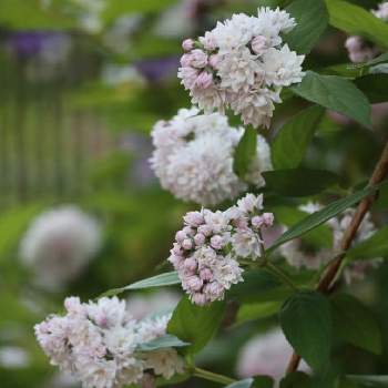 ピンクポンポンの投稿画像一覧 Greensnap グリーンスナップ