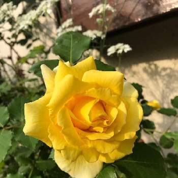 ドイツ コルデス社の画像 by きゃらめる©︎さん | お出かけ先とワンコの散歩途中とご近所の花咲かせさんとばら バラ 薔薇とご近所さんの庭先と花のある暮らしとばら 薔薇 バラと黄色いバラと名無しさん。とコルデスとバラ・フリージアとドイツ コルデス社