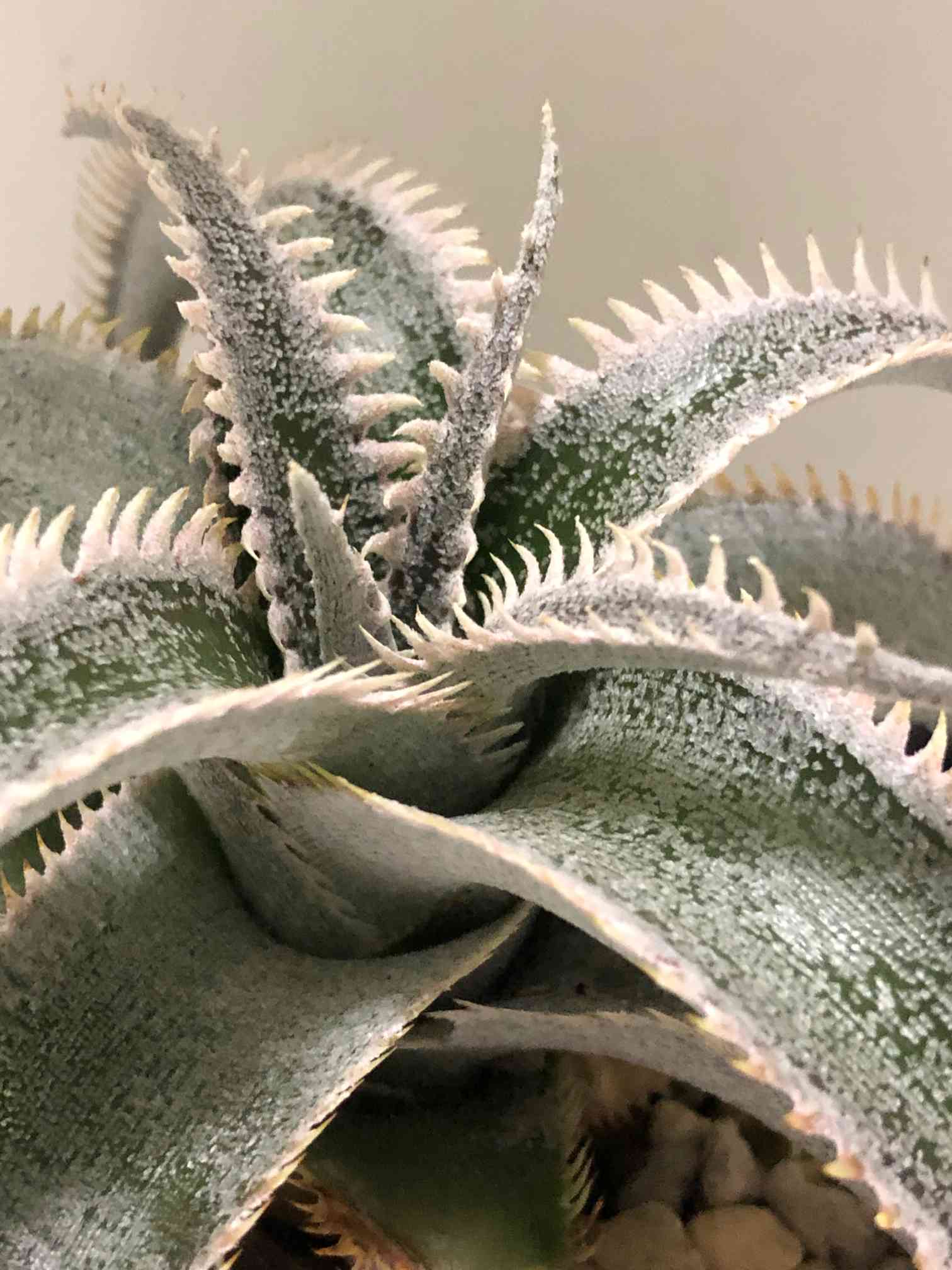 ディッキア　ワサビ　wasabi 親株出品 Dyckia 'Wasabi' （ディッキア 'ワサビ'）BBYの育て方 & 生育記録 Vol