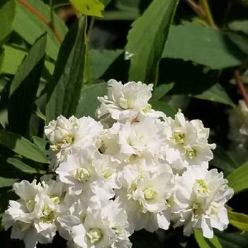 コデマリ　八重咲きの画像 by ビス王子さん | 小さな庭とコデマリ❇︎とコデマリ　八重咲きと可愛いと小花とガーデニングと花のある暮らしと白い花と小花好き
