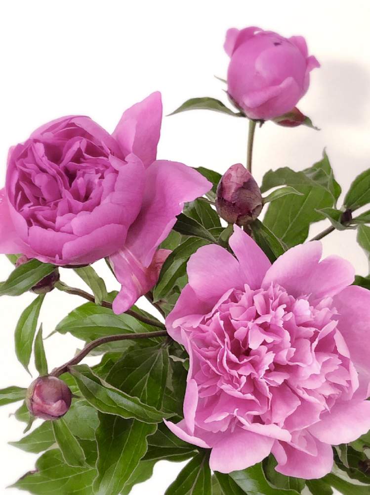 シャクヤクの投稿画像 By マキアートさん ピオニーと芍薬と投げ入れと庭に咲く花と季節の花を楽しむと咲きましたとお花のある暮らしと美しいと大好きなお花 と暮らしに癒しをとかわいいな とゴージャス エレガント と庭の花を飾る 19月5月11日 Greensnap