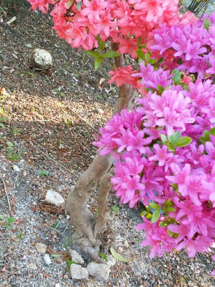ツツジの投稿画像 By Moonさん ピンクの花と初夏に近づくと満開と実家の庭と赤い花 19月5月11日 Greensnap グリーンスナップ