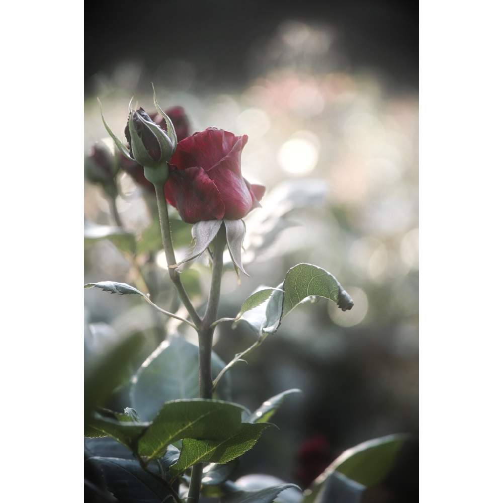 薔薇の投稿画像 By Nesoさん 黒赤バラとブラックバッカラとnesoの薔薇とばら バラ 薔薇と与野公園といとおしい植物の表情フォトコン19と黒 赤薔薇と赤い花と花のある暮らしと黒バラとバラ ミニバラ 19月5月11日 Greensnap グリーンスナップ