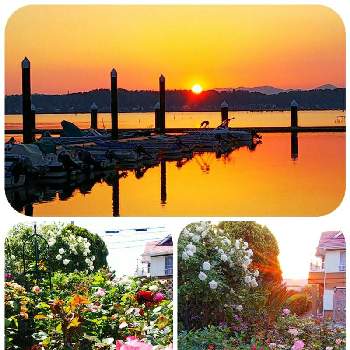 湖の夕焼けの画像 by lucky514さん | 小さな庭と５月と庭の花と湖の夕焼けとGS映えとGS日和と自宅の庭とマリーナの夕日と湖の夕景と花のある暮らし