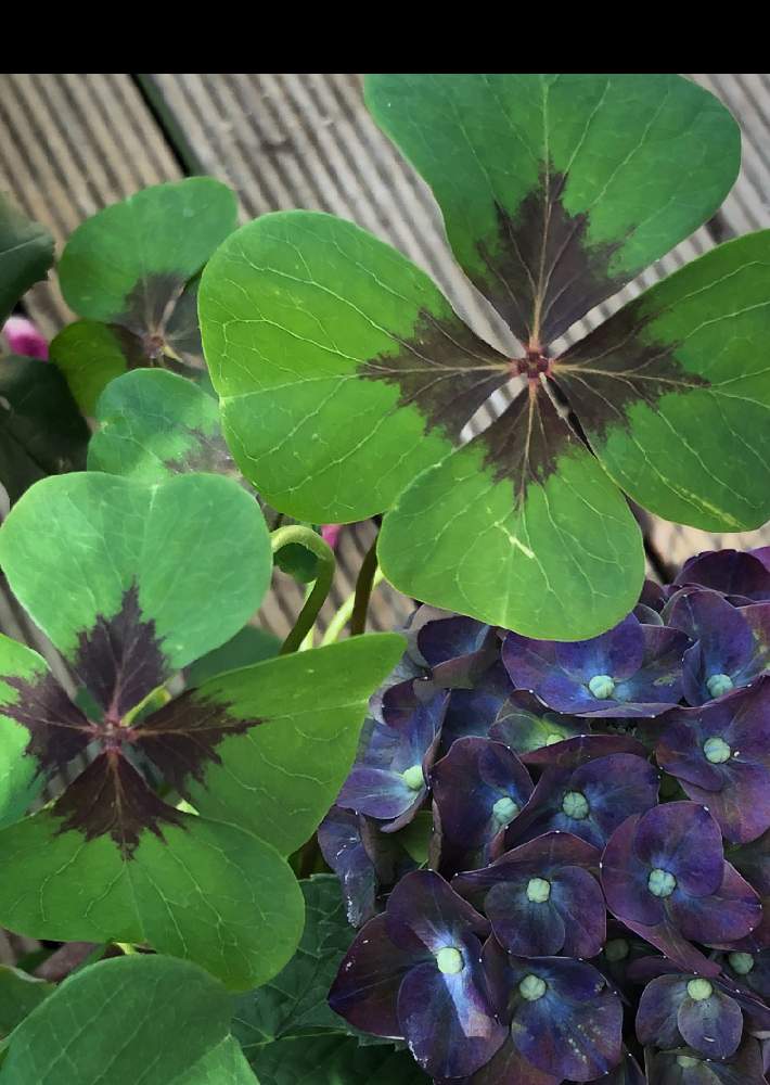 カタバミの投稿画像 By まきちゃんさん カタバミツクバネソウとオキザリスとラッキークローバーとはっぱと個性的な葉と四つ葉のカタバミと存在感 19月5月12日 Greensnap グリーンスナップ