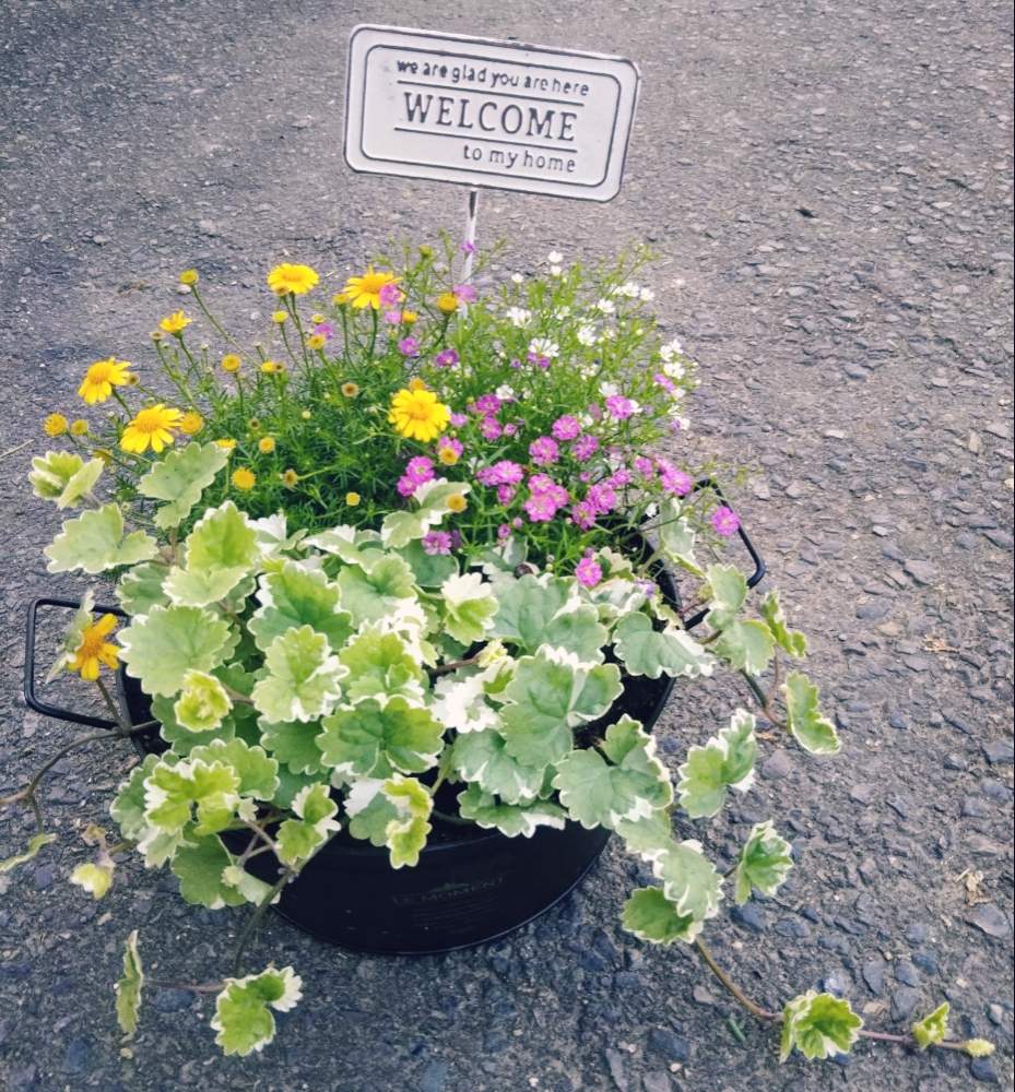 グレコマ の投稿画像 By ひよこさん 小さなお花と大好きと令和最初の植物 お花フォトコンと植中毒と元気もらえると可愛い とうれしい とかすみ草 と花のある暮らしとかわいいな とデージー とカスミソウ と寄せ植えとブリキ缶 19月5月12日 Greensnap