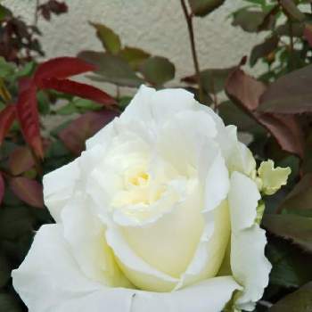 ヨハネパウロⅡ世の画像 by Chieko☆さん | 小さな庭とヨハネパウロⅡ世と素敵な色と素敵な香りと綺麗な色♡と花のある暮らしと白い花と薔薇のある人生