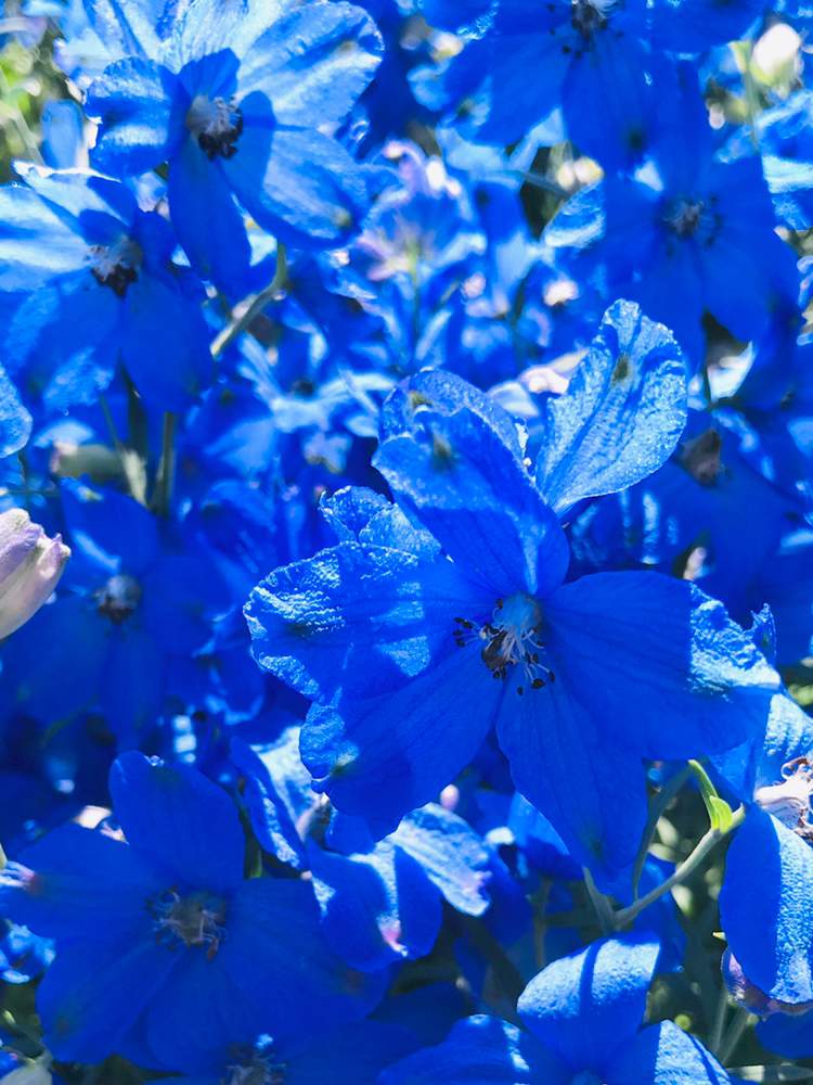 デルフィニウムの投稿画像 By Kasugiさん 青い花マニアとグラデーションアルバム 19月5月12日 Greensnap グリーンスナップ