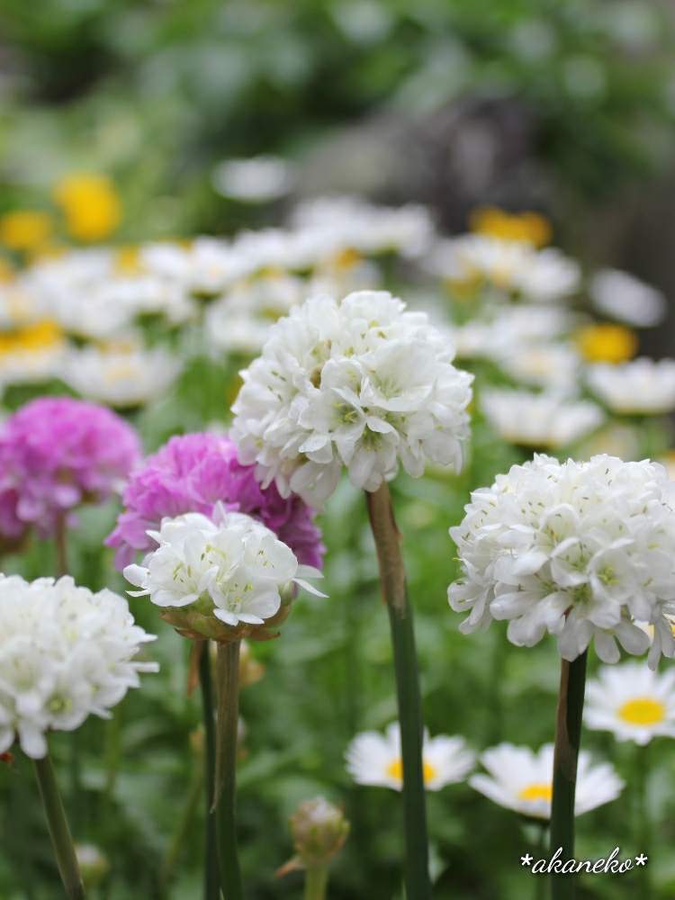白い花の投稿画像 By あかねこさん アルメリア 19月5月12日 Greensnap グリーンスナップ