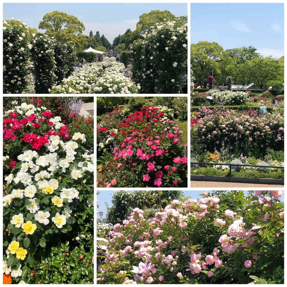 ヒゲさんの山下公園への投稿