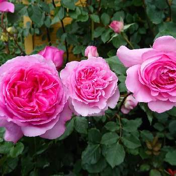 バラ トワパルファンの画像 by ＹＵＭＩＫＯさん | 薔薇愛同盟と可愛いいとバラ トワパルファンと薔薇が好き❤とピンク❤️とバラ  ヘレンと薔薇♪