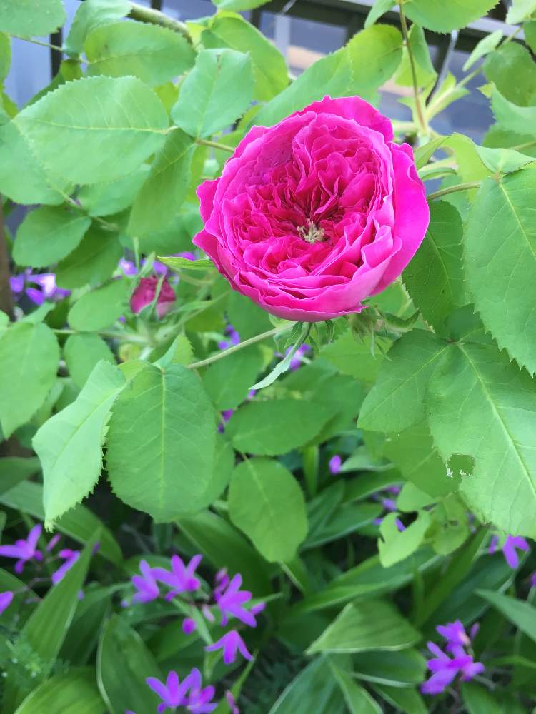 ヨーランドダラゴンの投稿画像 By Satounoさん バラ初心者とベト病と栽培記録と香りの庭とバラ オールドローズと香りの良いバラといい香りと花のある暮らし 19月5月12日 Greensnap グリーンスナップ
