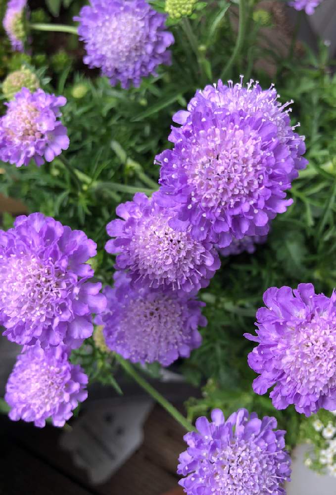 紫色の投稿画像 By まきちゃんさん ムラサキの花と鉢植えと花のある暮らしとかわいい花とポンポン咲きとスカビオサとバルコニー ベランダと紫色とムラサキの 花と鉢植えと花のある暮らしとかわいい花とポンポン咲き 19月5月12日 Greensnap グリーンスナップ