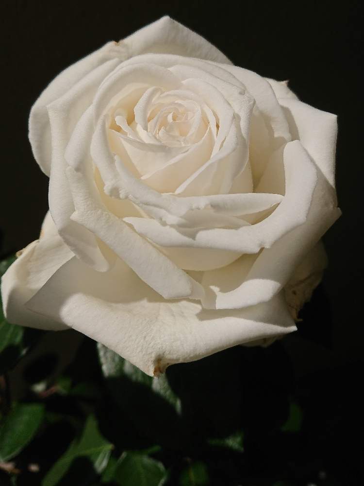 ビブラマリエの投稿画像 By Koolさん 強香と初心者とバラ ビブラマリエと花のある暮らしと薔薇 とバラと夢clubとカインズバラコンテスト19と 強香と初心者とバラ ビブラマリエと花のある暮らしと薔薇 とバラと夢clubとカインズバラコンテスト19 19月5月12日