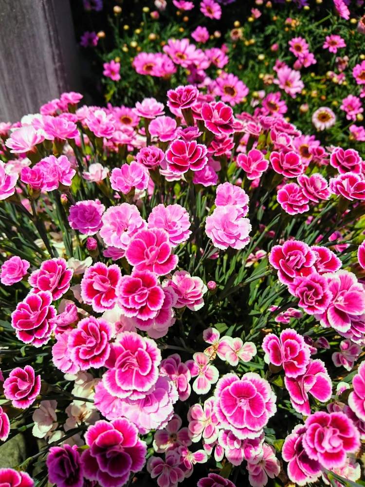 ナデシコミーテの投稿画像 By みーさん 玄関と花のある暮らしと花のある暮らし 19月5月12日 Greensnap グリーンスナップ Greensnap グリーンスナップ