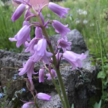 美しい花の画像 トップ100 ベル 花