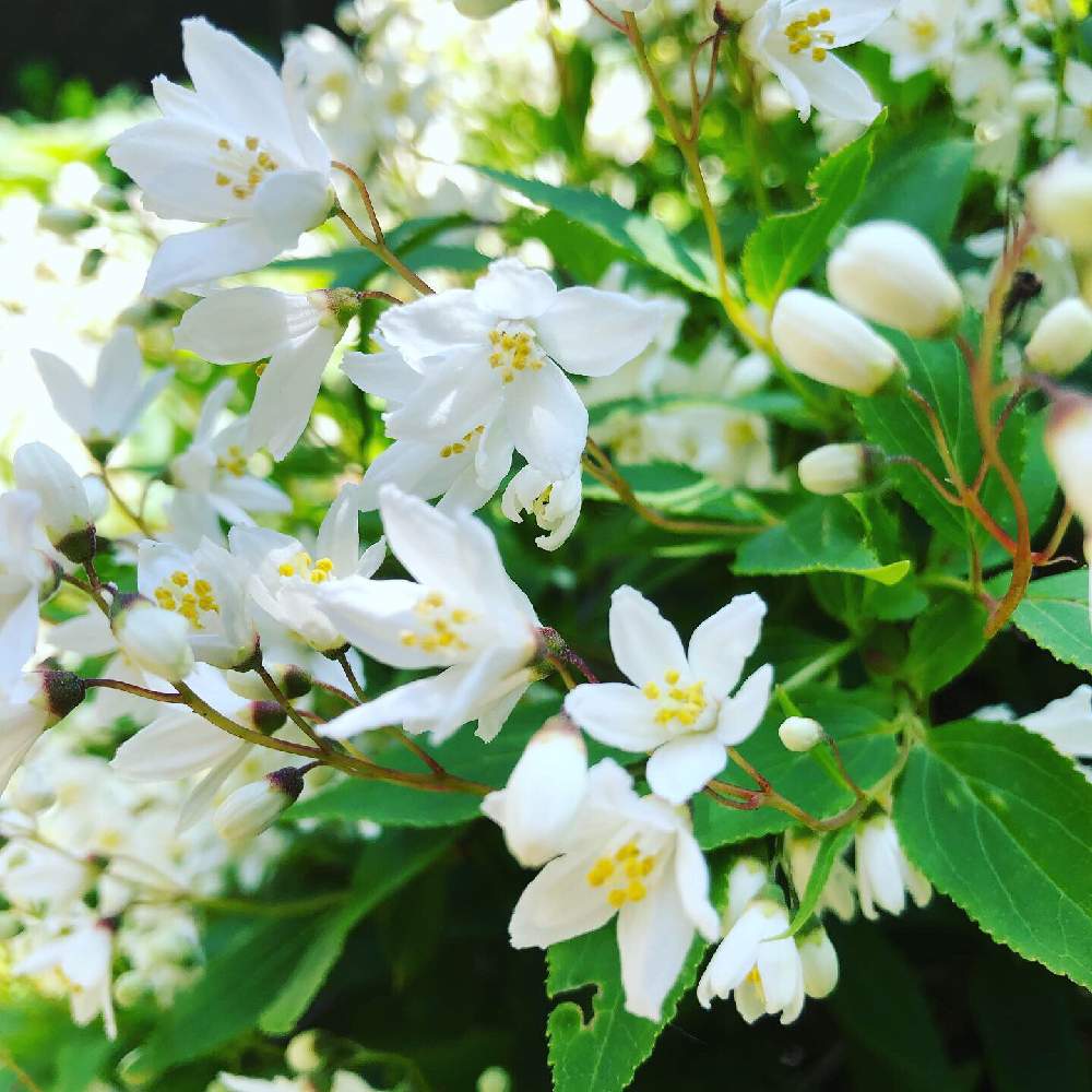 ヒメウツギの投稿画像 By りりーさん 裏庭と山木と春の花たちと可愛い花と花木と庭の花木と散歩道と緑の葉と5月の花とガーデニングと花のある暮らしと白い花 2019月5月12日 Greensnap グリーンスナップ