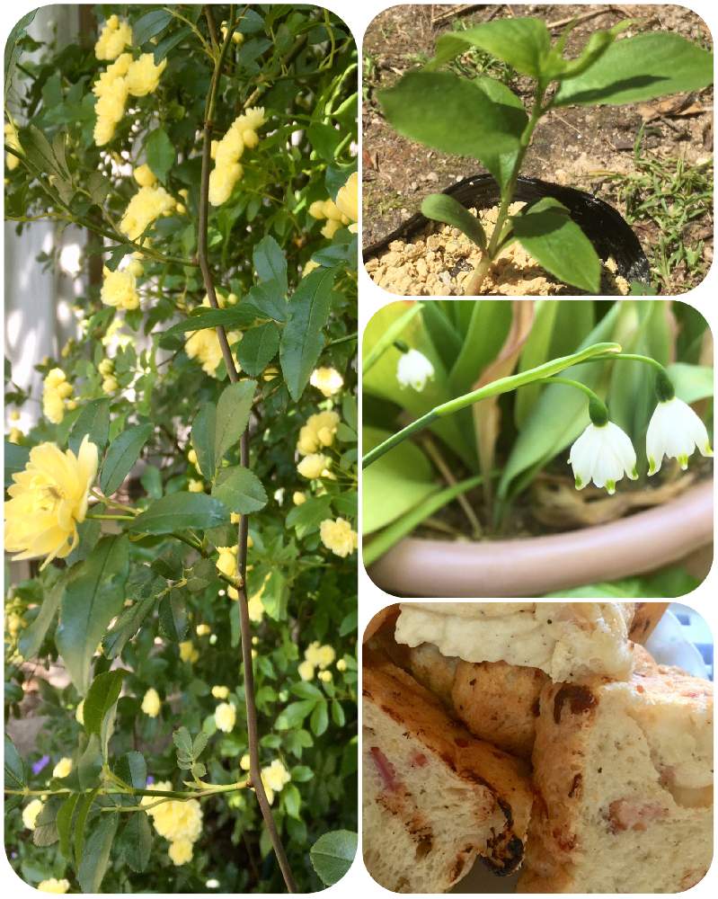 食べた後の種からプルーンの投稿画像 By もりもりさん 出遅れたスノーフレークとパン作り とモッコウバラと花のある暮らしといい季節 とまったり休日 19月5月12日 Greensnap グリーンスナップ