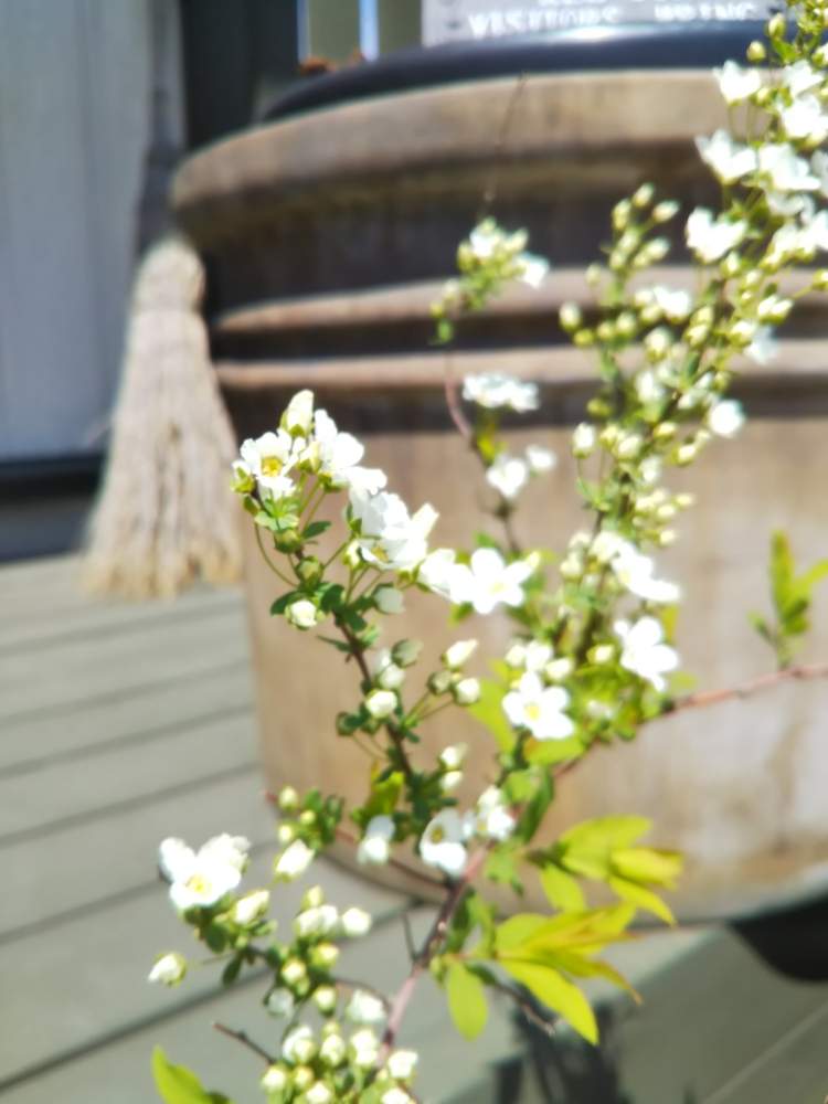 ユキヤナギの投稿画像 By Askさん 花のある暮らしと庭木と北海道の庭 19月5月12日 Greensnap グリーンスナップ