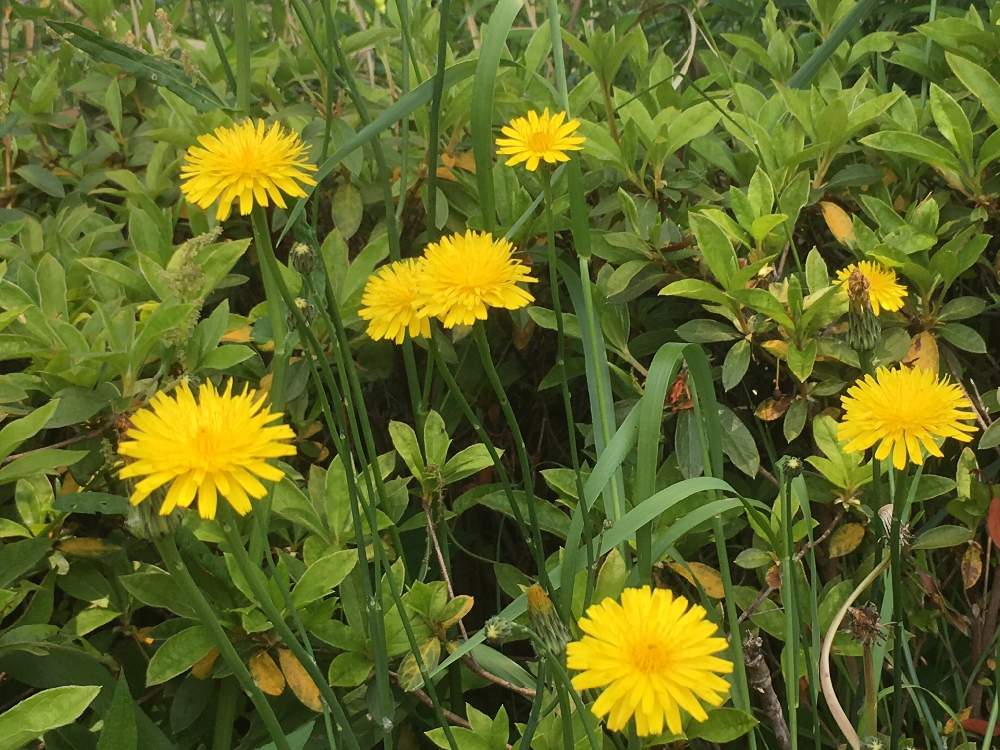 公園の投稿画像 By 誠さん 雑草と黄色い花とタンポポ 19月5月12日 Greensnap グリーンスナップ
