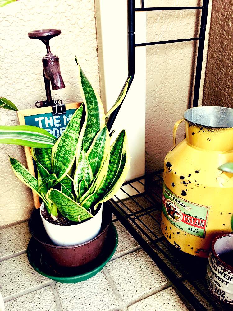 サンスベリアの投稿画像 By さえさん 玄関ポーチと蛇口雑貨と渋いと蛇口付きブリキ鉢と元気 と錆び錆びミルク缶とミルク缶と蛇口付き鉢 19月5月12日 Greensnap グリーンスナップ