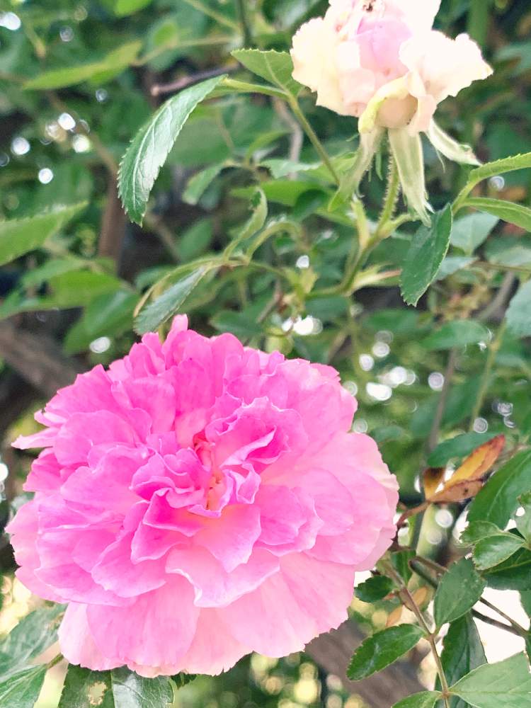 トゲなしの投稿画像 By びよびよ半兵衛さん ばら バラ 薔薇と花が咲いたとピンクの花とバラが咲いたよとgs映えとつるバラといいねとなまえがわからないと バラ色とバラが好きと花のある暮らしとかわいいとバラ ミニバラ 19月5月12日 Greensnap グリーンスナップ