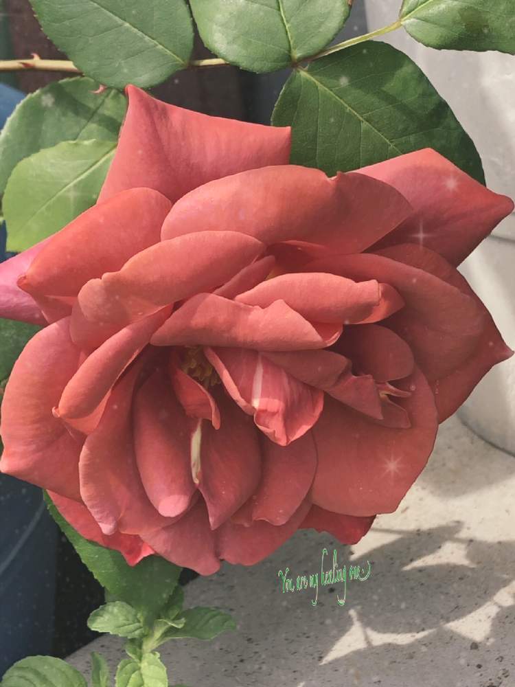 赤のバラのエネルギー の投稿画像 By オリーブママちゃんさん 癒しを求めてとオリーブ ママちゃんの観察日記といとおしい植物の表情フォトコン19とステキ とほっこり とgs映えとバラのある生活と可愛いと花のある暮らしとgs皆様ありがとうとバラ薔薇ばらら と