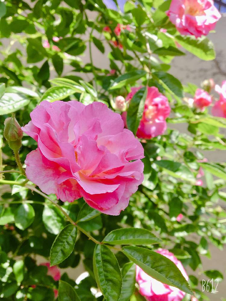 バラ スプリングパルの投稿画像 By よっちさん つる薔薇 春霞とつるバラ と薔薇愛同盟とかわいいピンク色 とバラ 鉢植え 19月5月12日 Greensnap グリーンスナップ