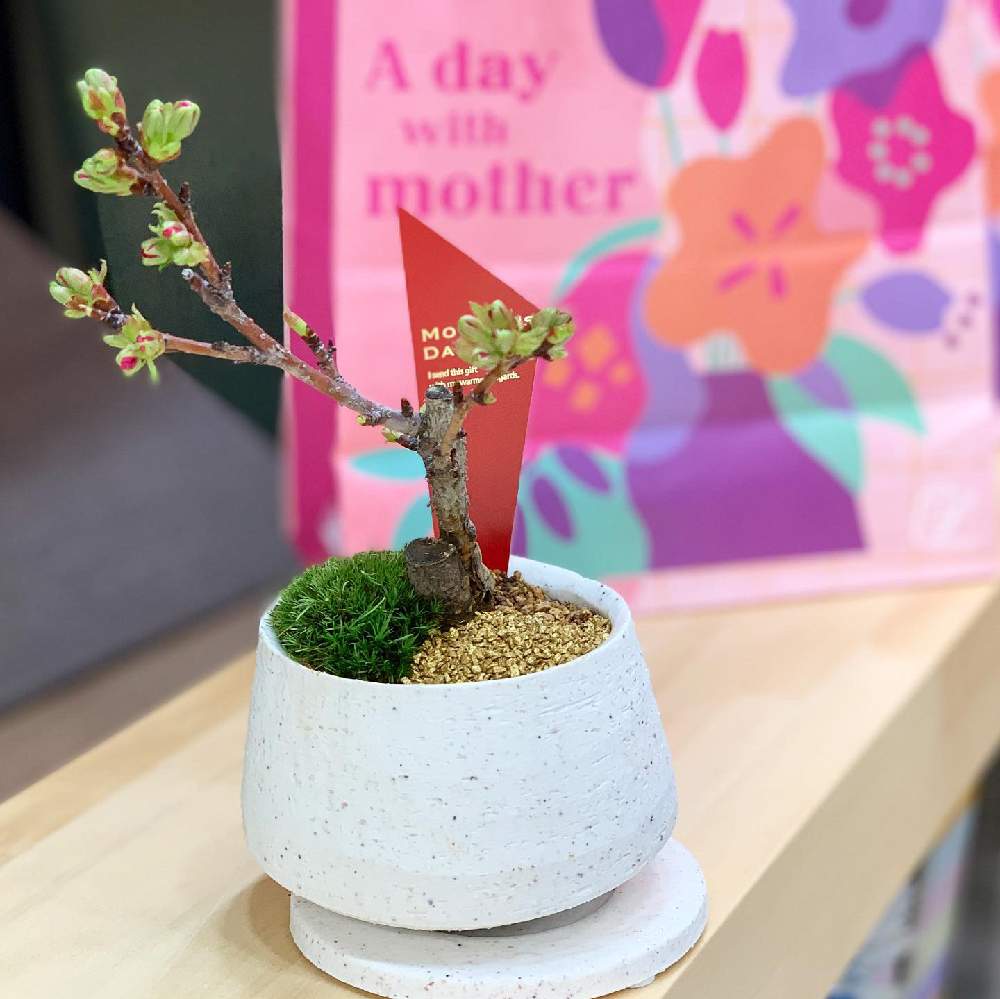 手作りの投稿画像 By Mini Bonsai Lifeさん 盆栽教室と母の日プレゼントとさくら 桜 サクラとミニ盆栽と体験教室と桜の盆栽 と花のある暮らしと小品盆栽と盆栽とワークショップ 19月5月12日 Greensnap グリーンスナップ