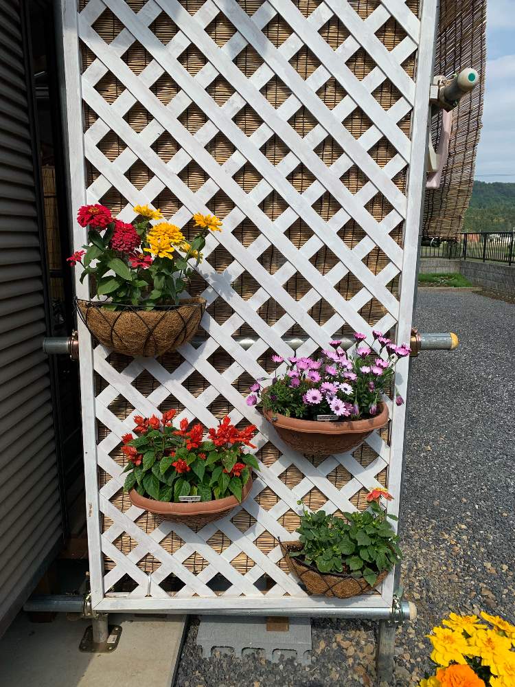 フェンスの投稿画像 By ミカサさん 花のある暮らしと花のある暮らし 19月5月12日 Greensnap グリーンスナップ Greensnap グリーンスナップ
