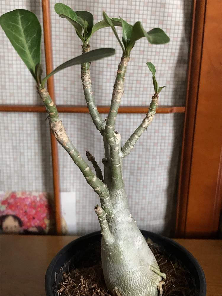 アデニウムオベスの投稿画像 By チコちゃんさん 砂漠のバラ と乾燥に強いと花のある暮らしと砂漠のバラ と乾燥に強いと花のある暮らし 19月5月12日 Greensnap グリーンスナップ Greensnap グリーンスナップ