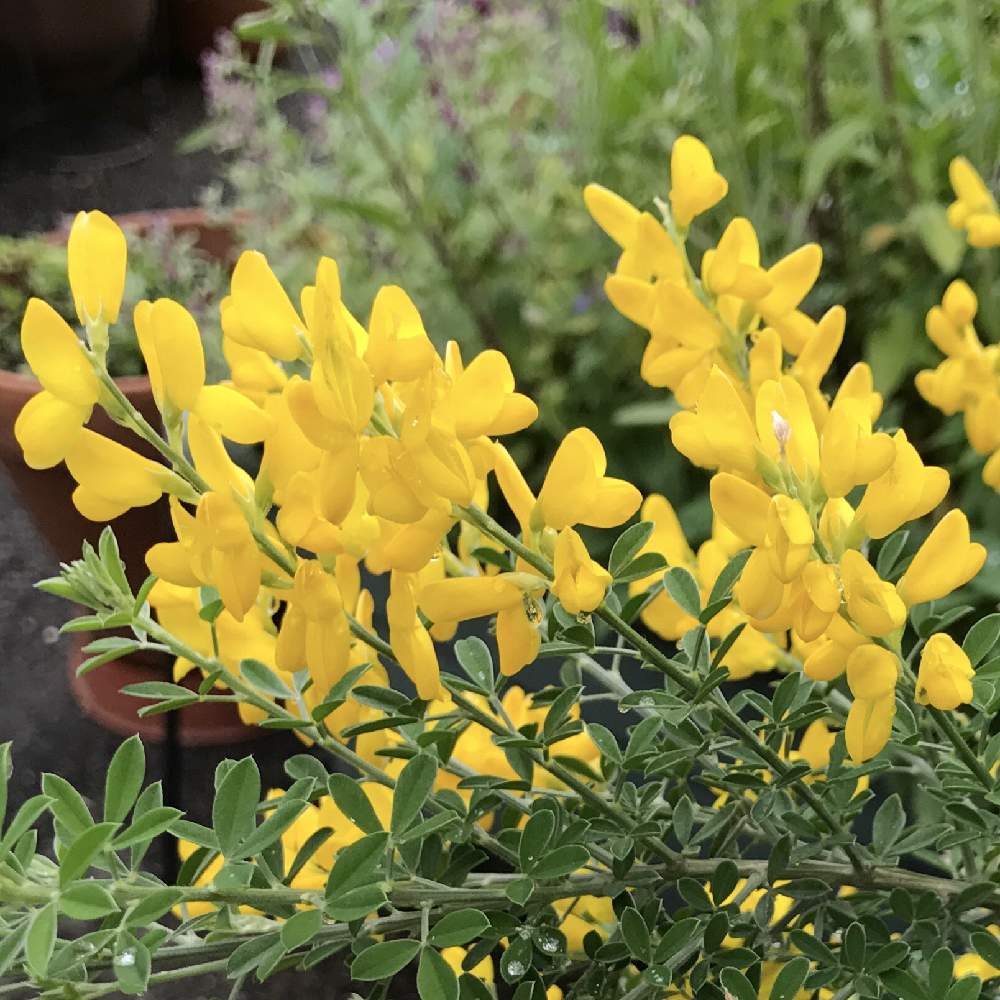 エニシダの投稿画像 By Hanaさん いつもありがとう と黄色い花と癒されると鉢植えと花のある暮らしと小さな花 とお花好きと良い香りといつもありがとう と黄色い花と癒されると鉢植えと花のある暮らしと小さな花とお花好きと良い香り 19月5月12日 Greensnap