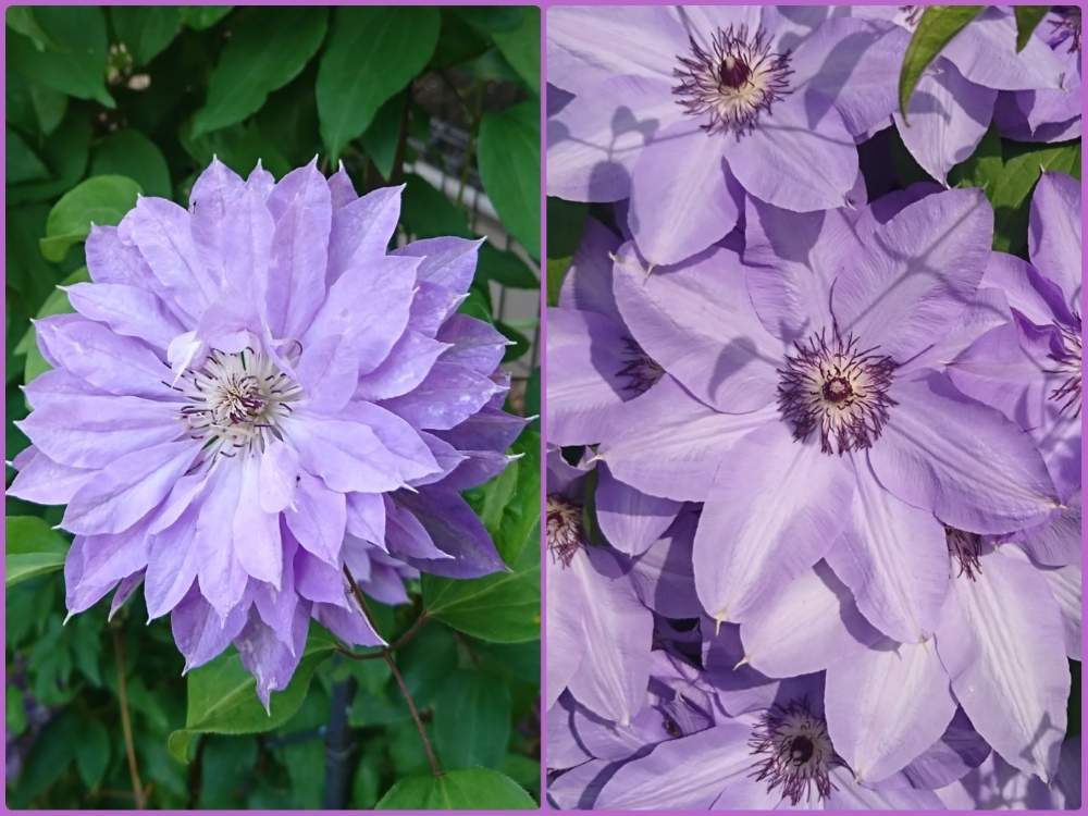 クレマチスの投稿画像 By アクアポリンさん 八重咲きvs一重咲きと花のある暮らしと紫色の花 19月5月12日 Greensnap グリーンスナップ
