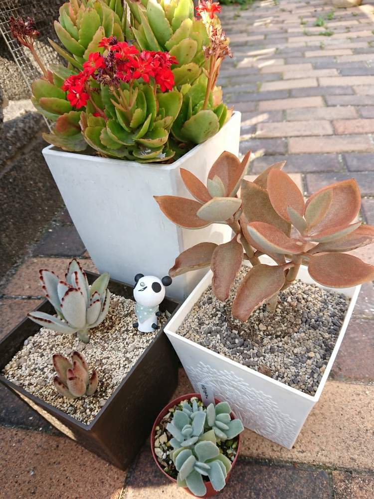 ミロッティーの投稿画像 By こりんさん 仙人の舞と月兎耳 ツキトジ とカランコエと多肉植物と多肉のある暮らしとせいちょうきろくと多肉女子と花のある暮らしとタニク初心者 19月5月12日 Greensnap グリーンスナップ