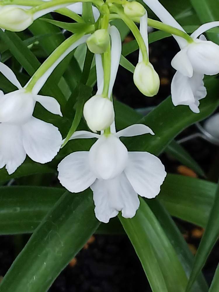 羽蝶蘭 の投稿画像 By Kasumiさん ｳﾁｮｳﾗﾝとウチョウランと羽蝶蘭と山野草と美しいと鉢植えと小さい花と花のある暮らしとかわいいと白い花とかわいいな と球根植物 19月5月12日 Greensnap グリーンスナップ