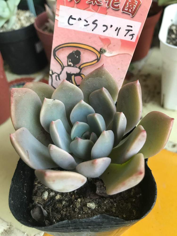 ピンクプリティの成長 Greensnap グリーンスナップ ピンクプリティの成長 Greensnap グリーンスナップ