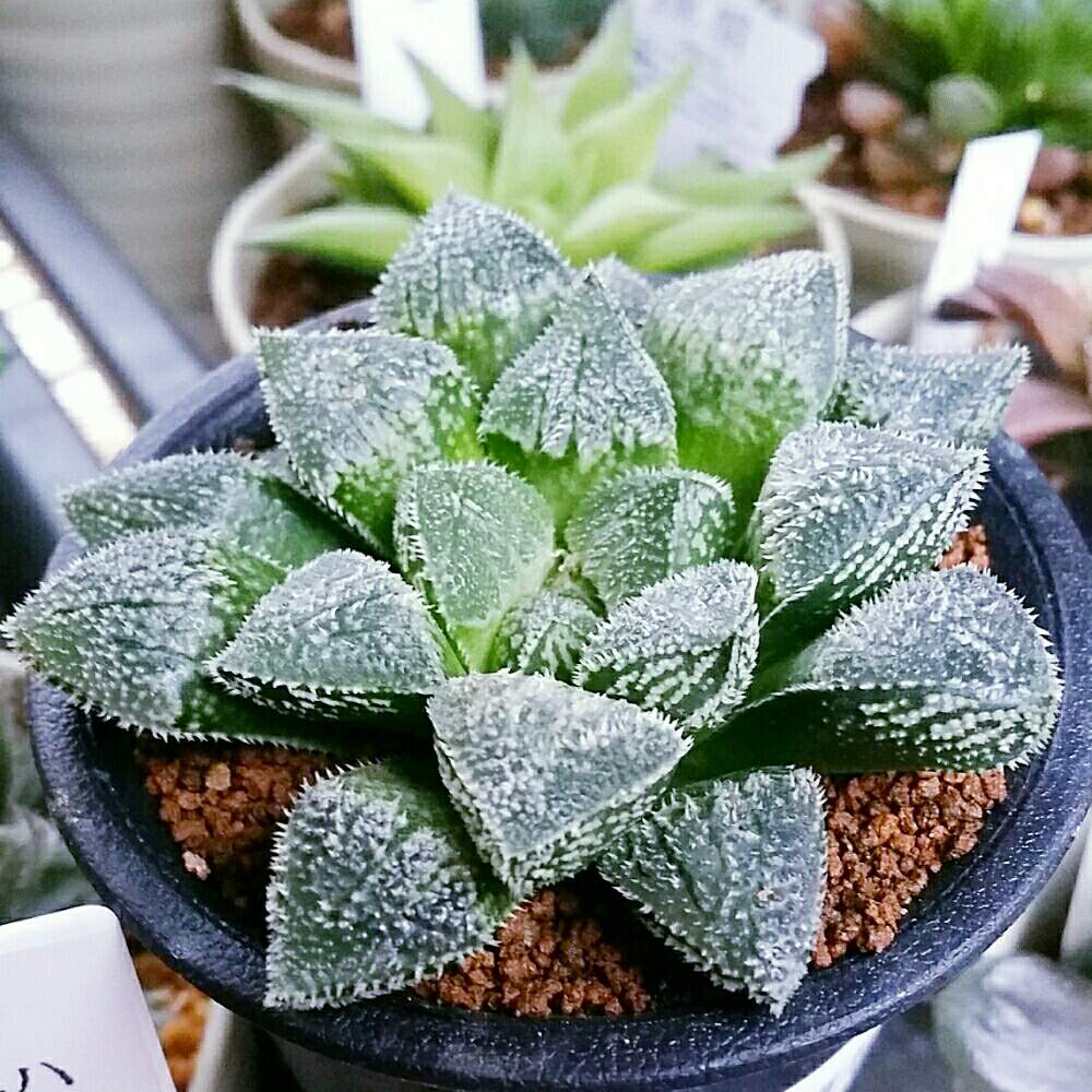 ハオルチア 新氷砂糖の投稿画像 By ジョージさん 元気いっぱいとジョージの部屋と多肉植物と軟葉系ハオルチアとカッコいいとハオルチア 属と多肉大好きとお気に入り とgs映えとハオルチア男子と八王子市と可愛い多肉ちゃん とハオルシア属 と癒されると鮮やか と