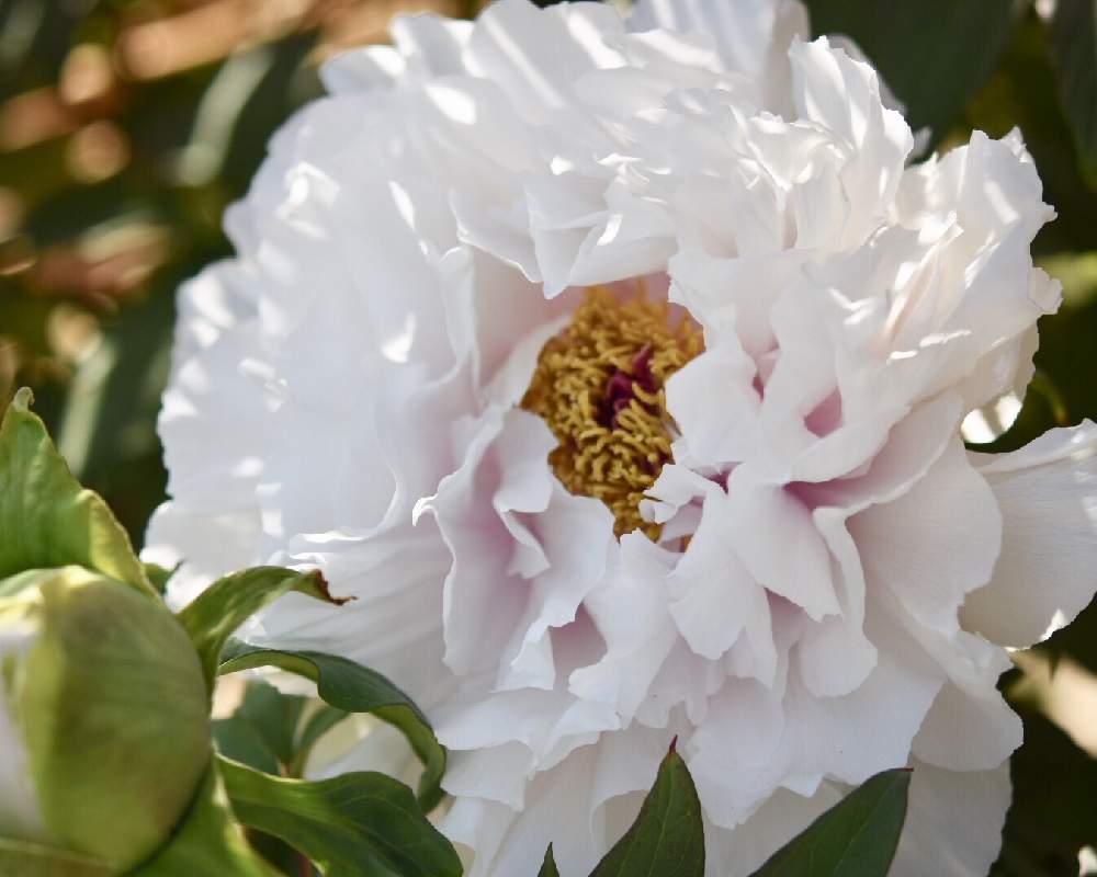 牡丹の投稿画像 By 銀月さん ボタンとぼたん 帛の里とお出かけ先と岩手県と東北と春が来た と植中毒と植物園と花のある暮らしと岩手県と東北と春が来た と植中毒と植物園と花のある暮らし 19月5月12日 Greensnap グリーンスナップ Greensnap