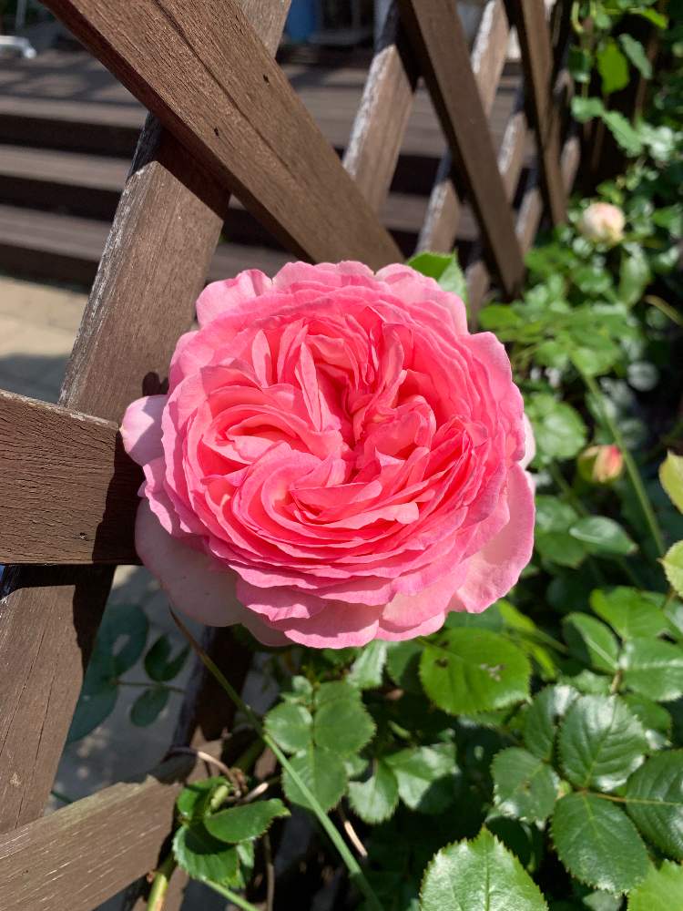 ピエール ドゥ ロンサールの投稿画像 By クルミのママさん ばら バラ 薔薇とバラ イングリッシュローズとバラ ピエールドゥロンサールと花のある生活とマイガーデンとつるバラとイングリッシュガーデンとmygardenと 早春に咲いた花 フォトコンテストとガーデニングと