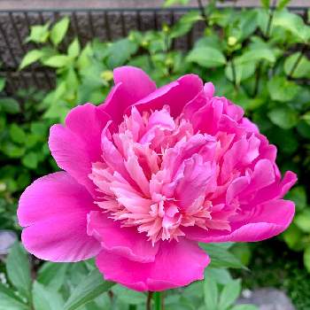 儚い花の投稿画像一覧 Greensnap グリーンスナップ