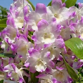 紫陽花の画像