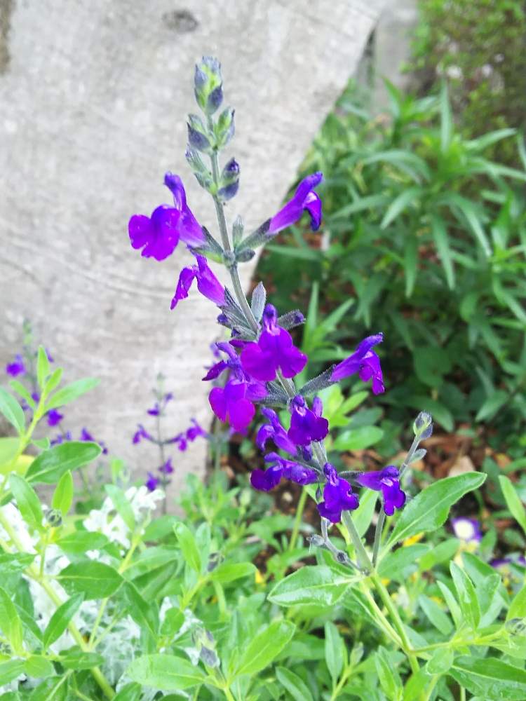 チェリーセージブルーの投稿画像 By Hidesgardenさん チェリーセージと小さな庭とモリモリ と可愛いお花と植物大好きとgs映えと季節の花と植中毒とガーデニングと花のある暮らしとバルコニストと咲いた とモリモリ と可愛いお花と植物大好きとgs映えと季節の花と植