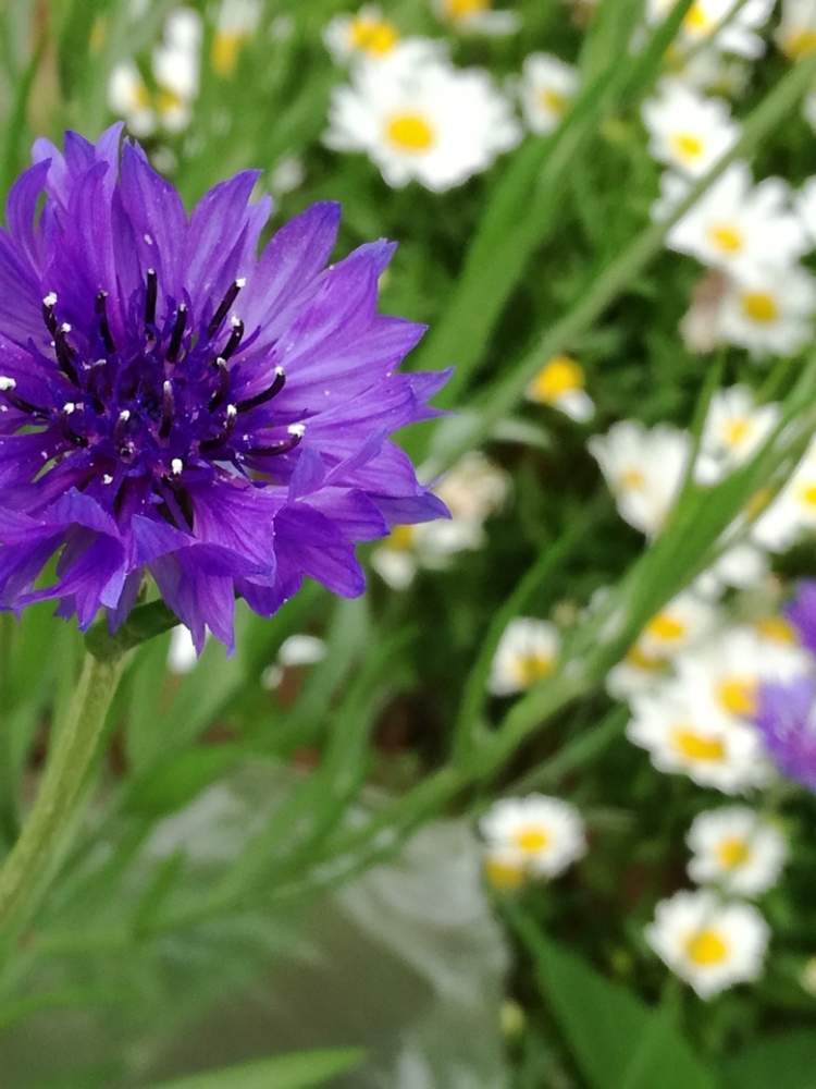 コーンフラワーの投稿画像 By マーガレット黒川さん ヤグルマギクとお出かけ先と花のある暮らしと花の名前を覚えたいとムラサキ の花と青い色の花と花のある暮らしと花の名前を覚えたいとムラサキの花と青い色の花 19月5月12日 Greensnap グリーンスナップ
