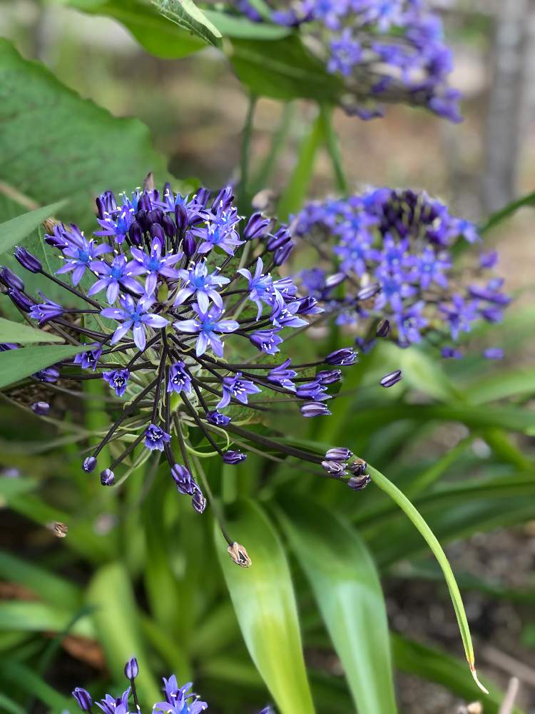 令和最初の植物の投稿画像 By Sachiさん 株分けと令和最初の植物 お花フォトコンとtoday S Botanicalと名前 を教えてくださいと名前がわかりません とガーデニングと花のある暮らしとお花のある生活とお花が咲いたとgreen Up と色あざやかと咲いた とシラー