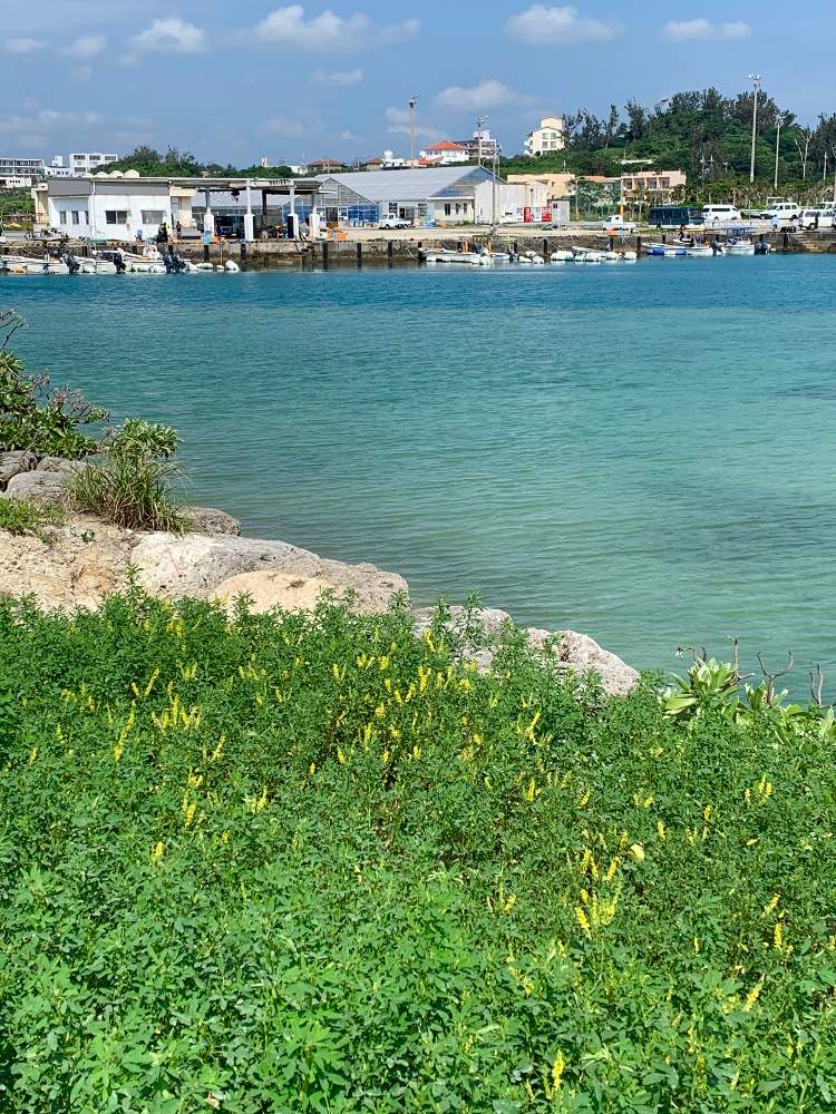 沖縄北部の投稿画像 By ぷ にゃん さん 沖縄の初夏 梅雨景色とネコ好きと沖縄県恩納村と沖縄でよく見かける植物 19月5月12日 Greensnap グリーンスナップ